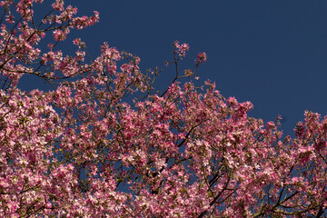 A exuberância dos galhos floridos da paineira emoldurados pelo azul do céu. Ceiba speciosa. 