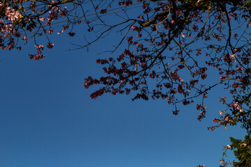 Inúmeros galhos floridos de paineira em contraluz sob o céu azul