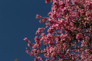 Uma infinidade de ramos rosas com o azul celeste ao fundo. Ceiba speciosa. 