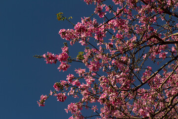 Inúmeros galhos floridos de paineira sob o céu azul. Ceiba speciosa. 