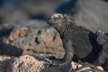 Marine iguanas live only on the Galapagos Islands, Ecuador. They are the only lizards on Earth that spends time in the ocean. Marine reptile