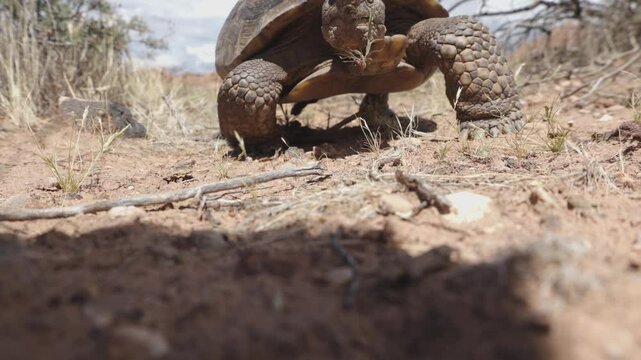 4k video of a Mojave Desert Tortoise with a bit of grass stuck to its face as it walks towards the camera, pauses to sniff the camera, then ambles past and starts munching on some other plants.