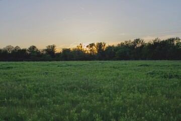 Obraz premium sundown on the meadow