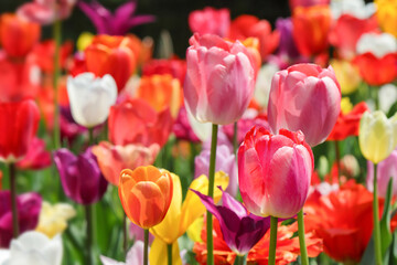 Fototapeta premium 美しいチューリップの花