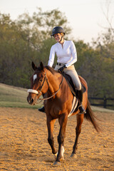 Horse Equestrian hunter jumper riding portrait tack English attire pet