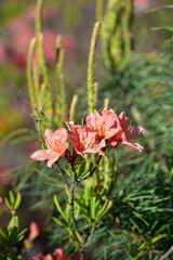 Beautiful red Rhododendron molle (Blume) G. Don blooming in the garden. Close-up of Chinese azalea flowers bloom in spring