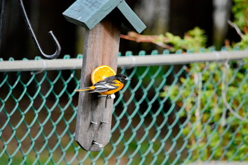 Baltimore Oriole eating an orange In Ontario, Canada.