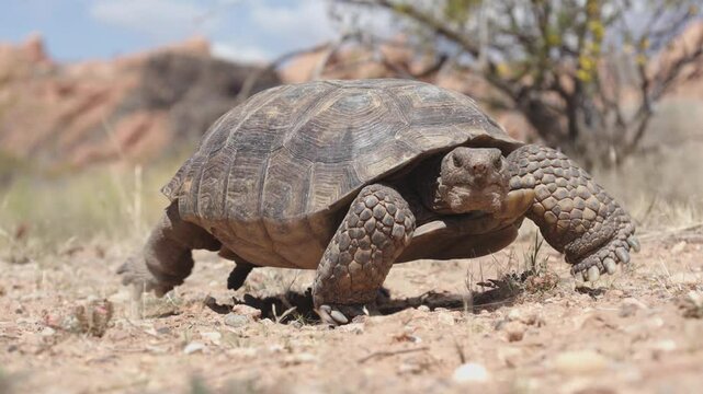 A wide angle 4k video of a Mojave Desert Tortoise ambling along stopping to eat milkvetch flowers in the desert landscape of Confluence Park in Southern Utah USA on a sunny spring day. 