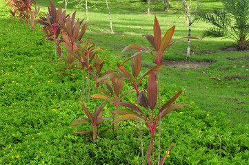 Obraz premium Row of red ornamental plants growing in a landscaped garden, decorative tropical foliage.