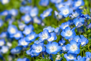 Nemophira/ネモフィラの花