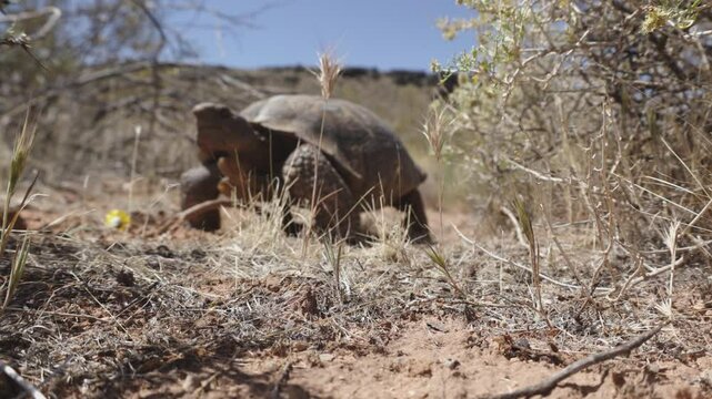4k short video of a Mojave Desert Tortoise ambling up to the camera and sniffing it on a sunny spring day in the desert of Southern Utah USA, before going around it on the left.