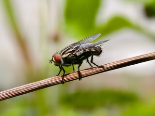 Sarcophaga carnaria on a plant stem with a blurred background