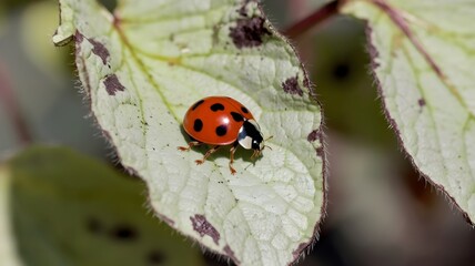 Fototapeta premium A close-up shot of a ladybug resting on a leaf, showcasing the delicate beauty of nature's tiny creatures