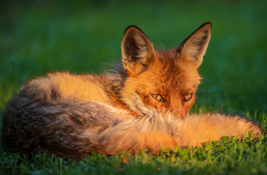 red fox in the grass