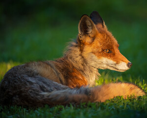 red fox in the grass