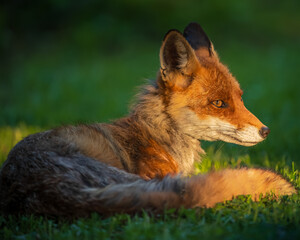 red fox vulpes