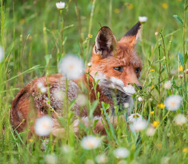 red fox vulpes in the meadow