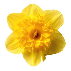 Yellow daffodil flower on transparent background