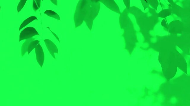 Moving leaves shadow animation, transparent 4K video, green screen