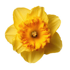 Yellow daffodil flower on transparent background