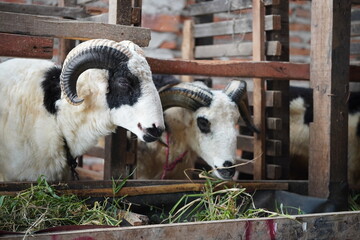 qurbani goats for eid al adha