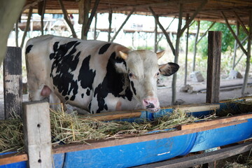 qurbani cows for eid al adha