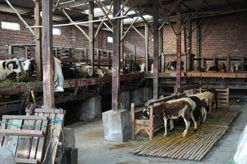 qurbani goats for eid al adha