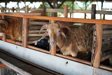 qurbani goats for eid al adha