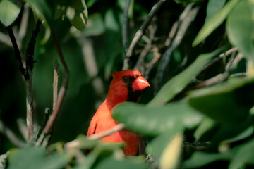 Northern Cardinal Partially Concealed in Green Foliage
