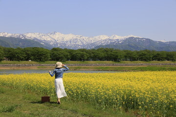 菜の花とアルプス