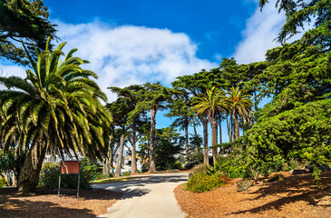 Scenic walkway in Alamo Square Park, San Francisco, surrounded by tall palm and Monterey cypress trees under a bright blue sky.