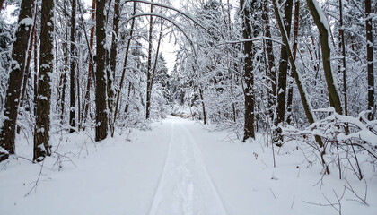 Fototapeta premium Serene Winter Wonderland: Snow-Covered Path Through a Majestic Forest