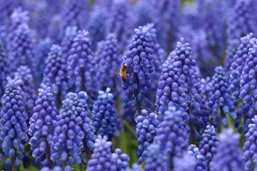 Grape hyacinth flowers, with honey bee