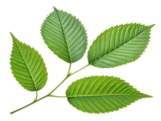 Green leaves isolated on a white background. A leafy green leaf with a stem. The leaf is the main focus of the image.