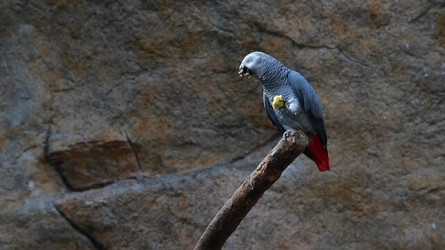 Close up of grey parrot eating fruit. Bird food