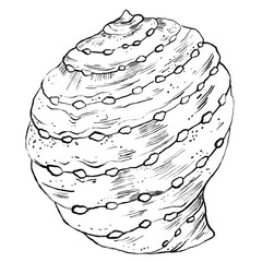 sea shell
