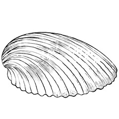 sea shell