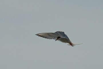 Forster's tern (Sterna forsteri) is a tern in the family Laridae. 