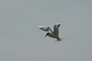 Forster's tern (Sterna forsteri) is a tern in the family Laridae. 