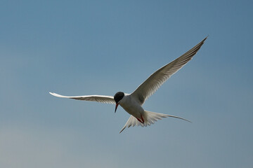 Forster's tern (Sterna forsteri) is a tern in the family Laridae. 