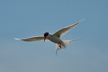 Forster's tern (Sterna forsteri) is a tern in the family Laridae. 