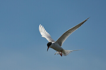 Forster's tern (Sterna forsteri) is a tern in the family Laridae. 