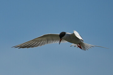 Forster's tern (Sterna forsteri) is a tern in the family Laridae. 