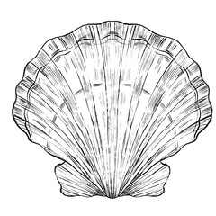 sea shell
