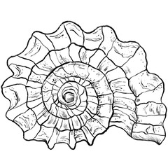sea shell