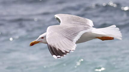 Yellow-legged gull flying, Larus michahellis, birds of Montenegro