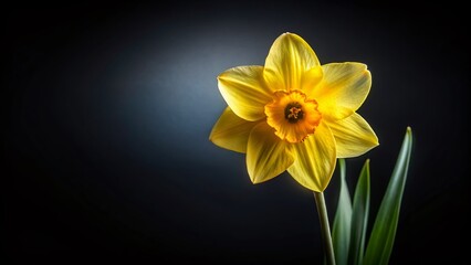 Fototapeta premium Elegant Yellow Daffodil on Black Background - Spring Floral Still Life Photography