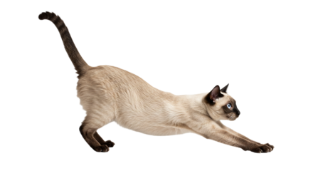 Siamese cat in mid-air jump with paws extended, showcasing playful and energetic feline movement, captured with a transparent background, ideal for action, pet, and animal-themed designs.