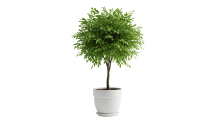 Green Ball Topiary Tree in White Pot - Perfect Indoor Plant
