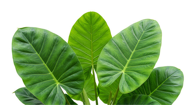 Alocasia Stunning Elephant Ear Plant Guide